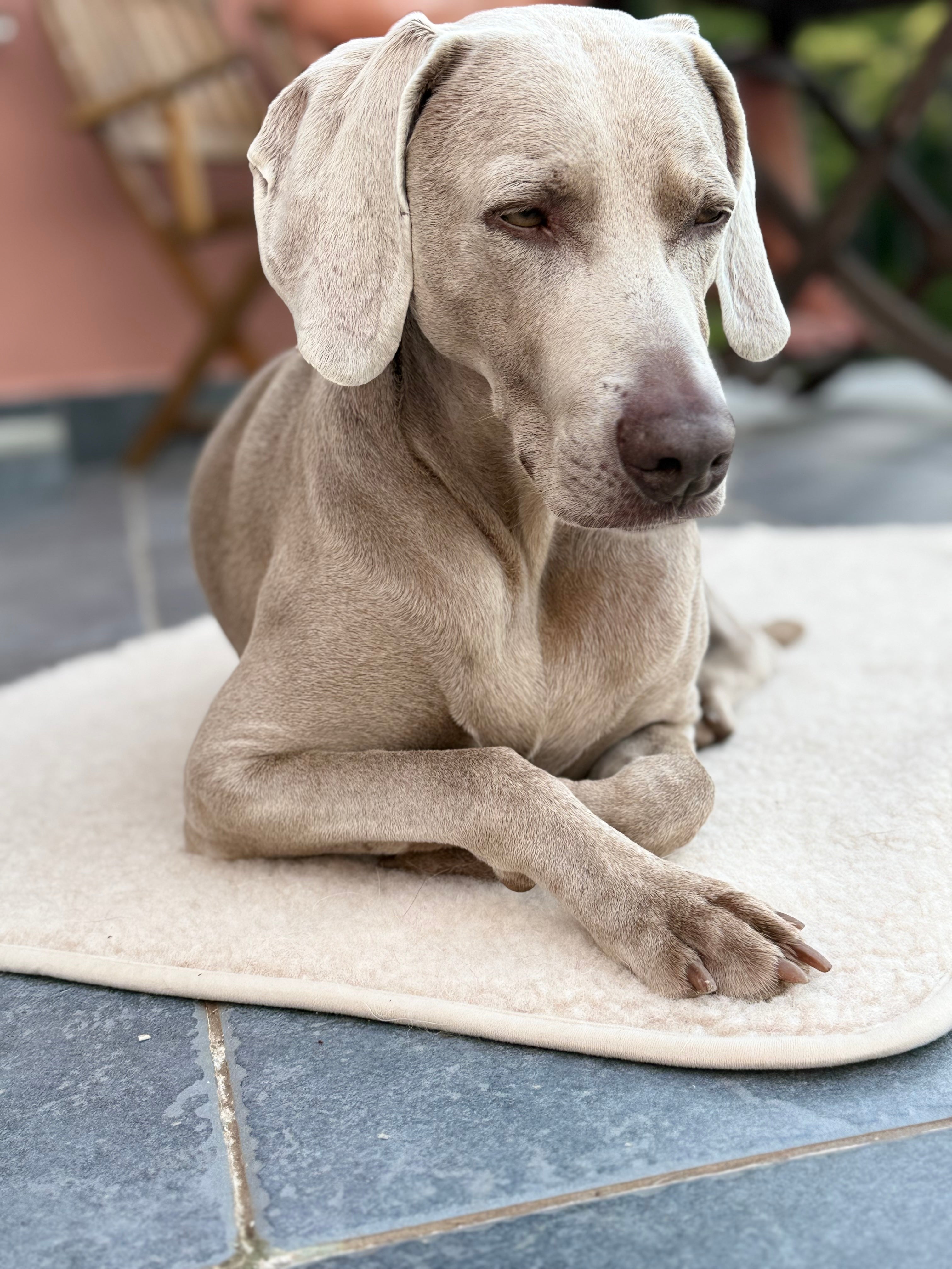 Blanki Merino Wool Dog Mat