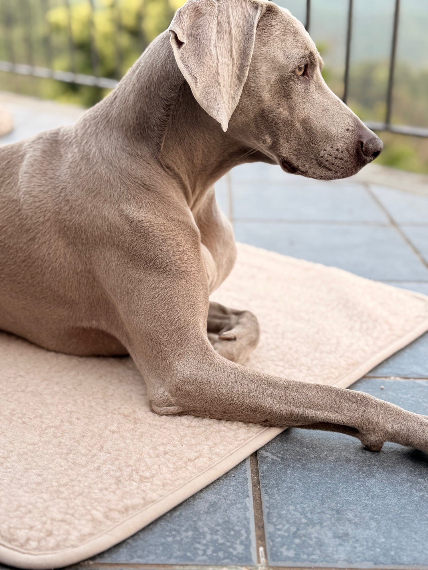 Blanki Merino Wool Dog Mat
